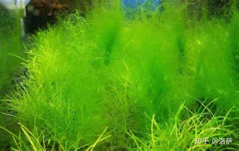 魚缸藻類種類 擋住